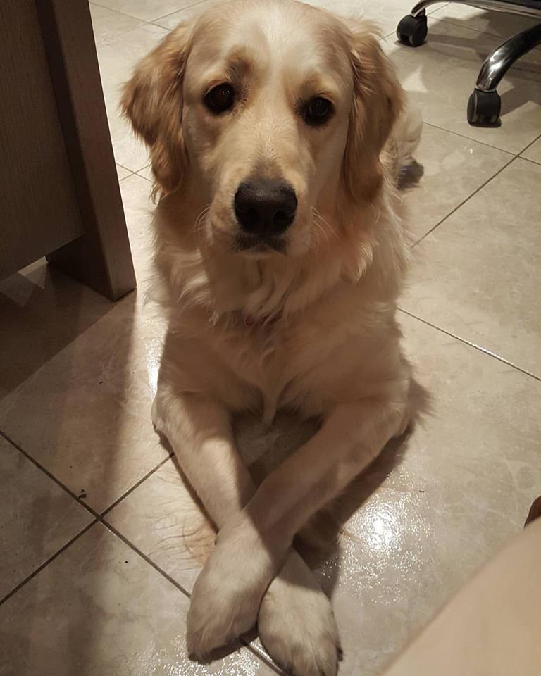 Picture of Shadow, the Golden Retriever